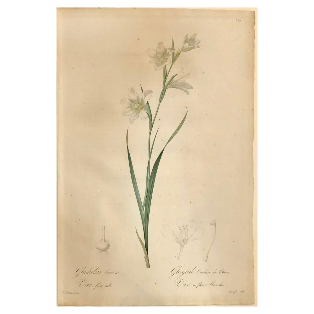 Gladiolus Carnelus Hand Painted Colored Engraving Signed P.J. Redoute