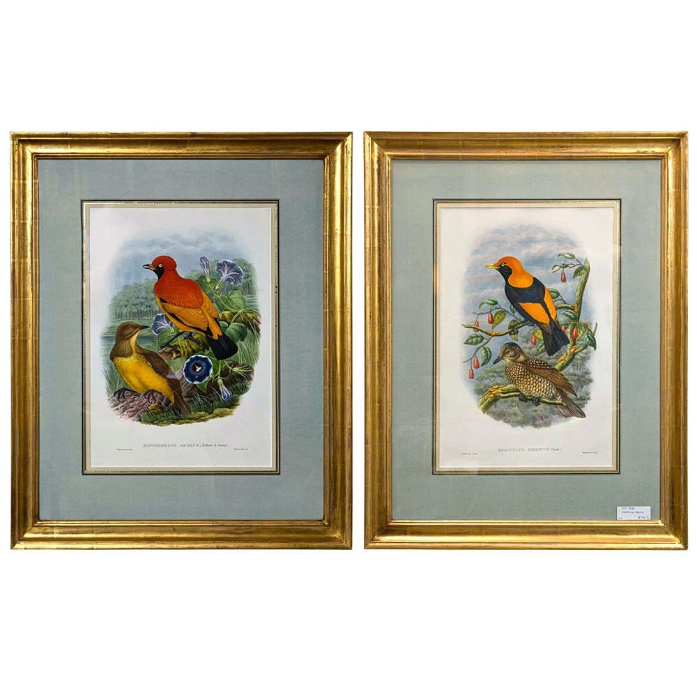 19Th Century Pair of Colored Lithographs Birds, Custom Framed, Signed and Dated