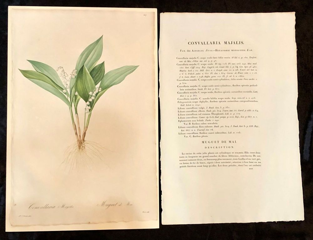 Convallaria Majalis Print Hand Colored Engraving Signed P.J. Redoute