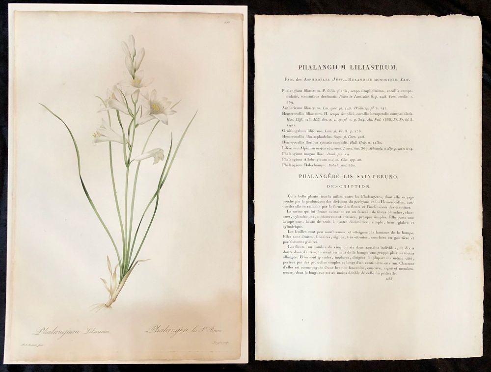 Phalangium Liliastrum Hand Painted Colored Engraving Signed P.J. Redoute